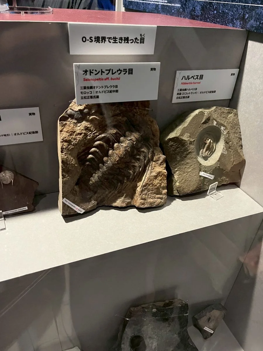 O-S境界を生き残った三葉虫の実物化石の展示