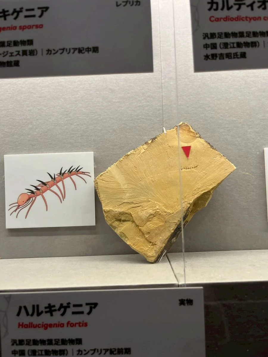 ハルキゲニアの化石