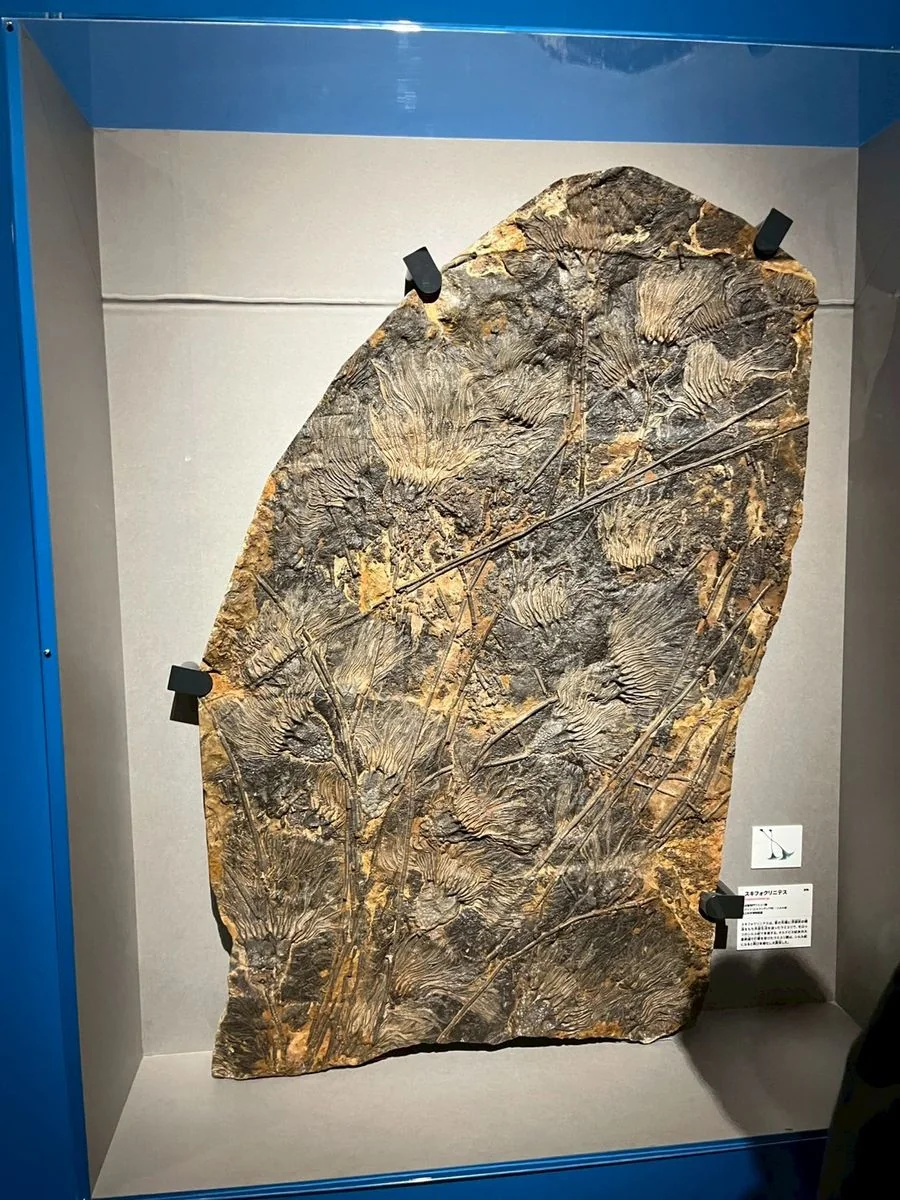 ウミユリの大型化石