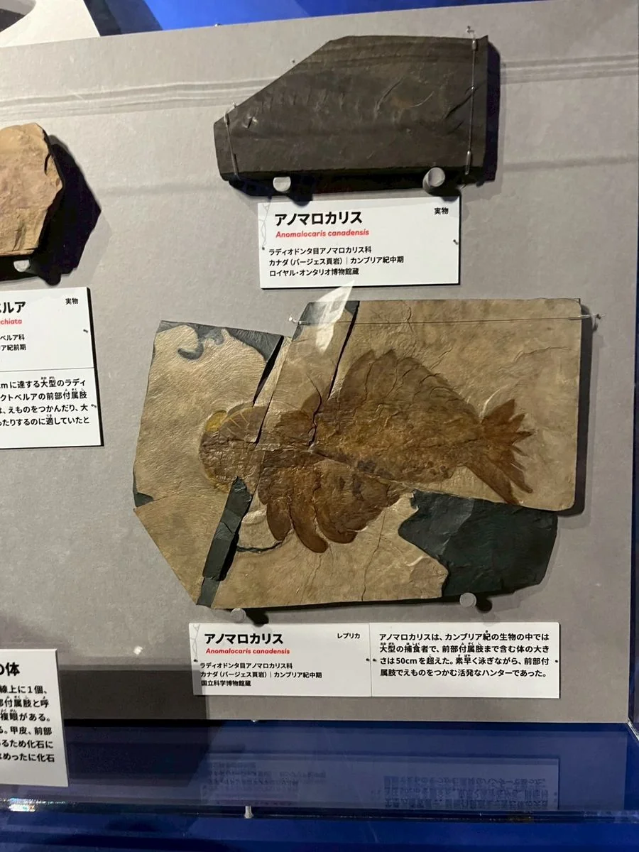アノマロカリスの実物化石とレプリカ