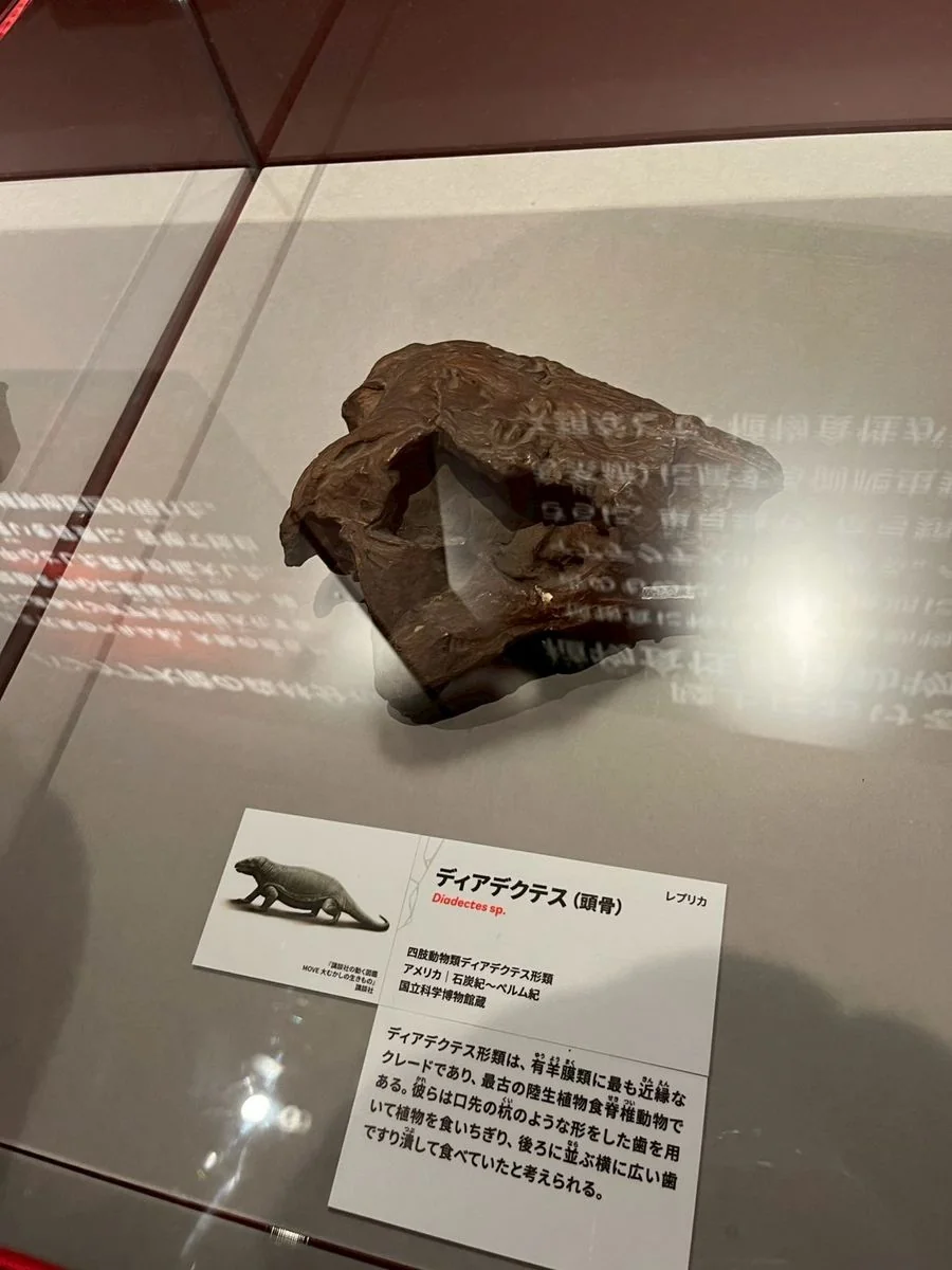 ディアデクテスの頭骨化石