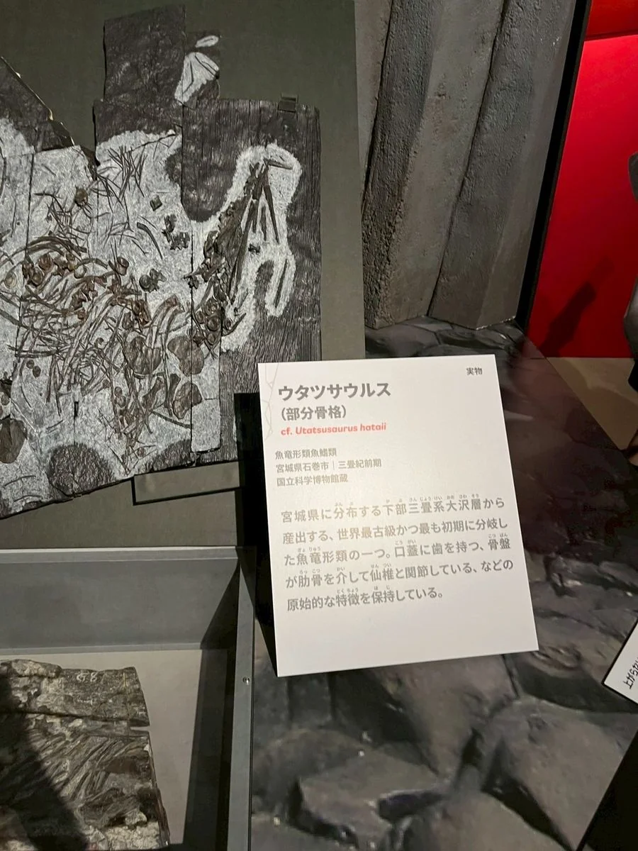 ウタツサウルスの部分骨格（実物）
