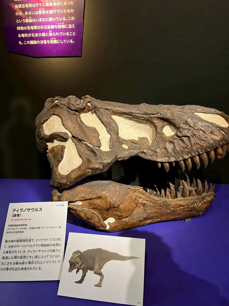 ティラノサウルスの頭骨レプリカ