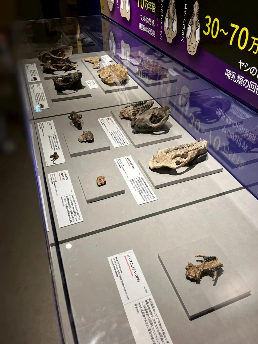 マメ科の化石と哺乳類の頭骨の展示