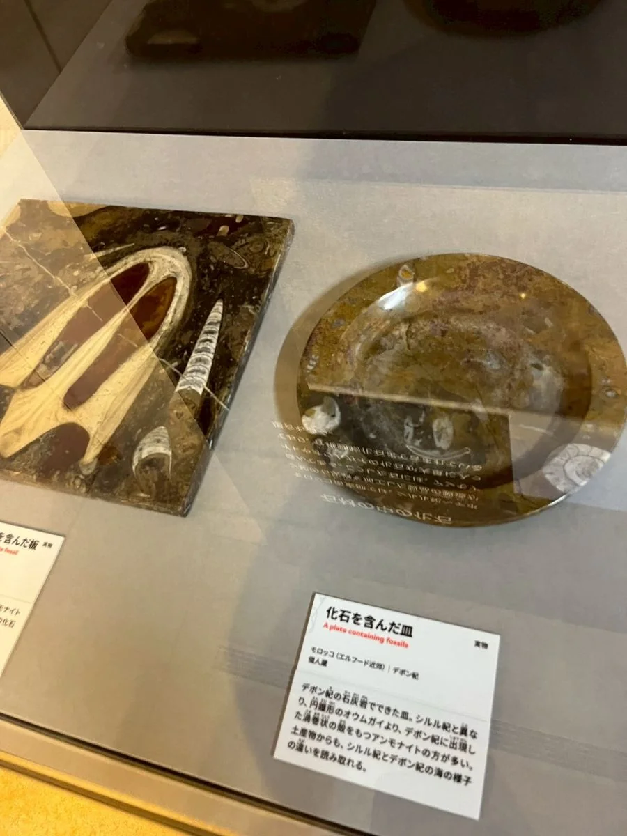 化石を含んだモロッコ産のお皿